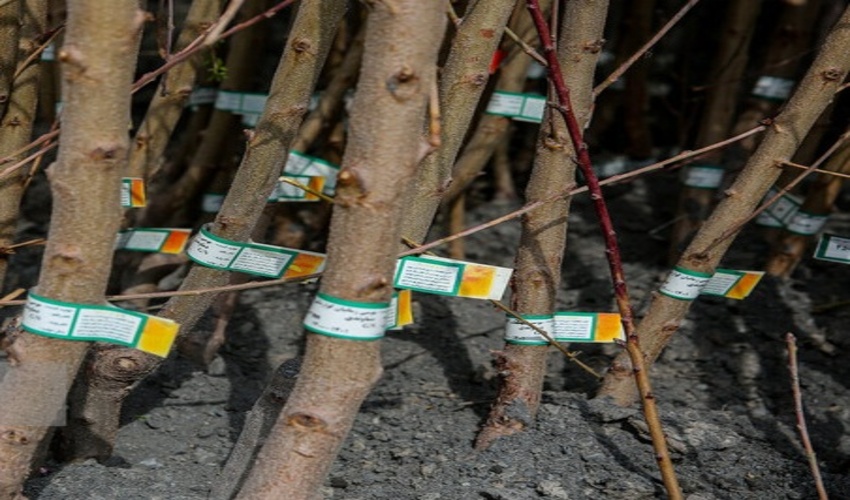 لرستان/ نهالستان مجموعه گردشگری بام ظرفیت تولید سالیانه 5 میلیون اصله نهال را دارد