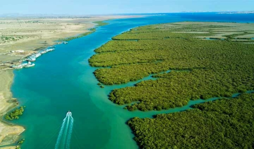 ۶۰۰ هکتار به جنگل‌های استان بوشهر افزوده می‌شود