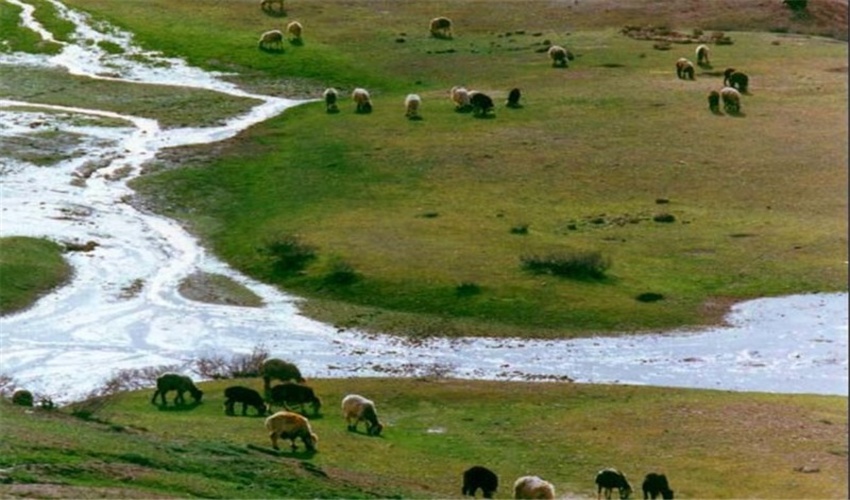 طی سال گذشته؛ تولید علوفه در خراسان شمالی 138 هزار تن کاهش یافت