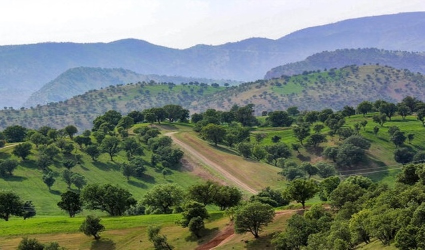 16 هزار هکتار جنگل کاری در مرزهای ایلام عملیاتی شد