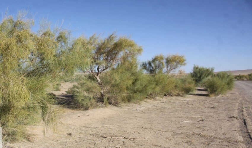 اجرای عملیات بیابان زدایی در ملارد از اقدامات مهم آبخیزداری استان تهران