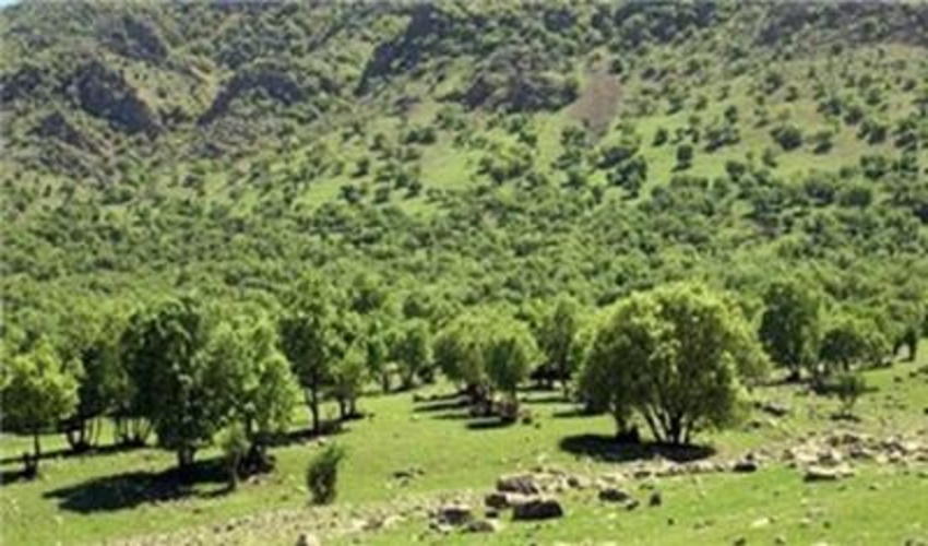 شناسایی و ثبت 110 هزار هکتار ذخیره گاه جنگلی در لرستان