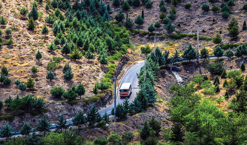 بیش از 330 هکتار زراعت چوب در خراسان رضوی اجرا شد