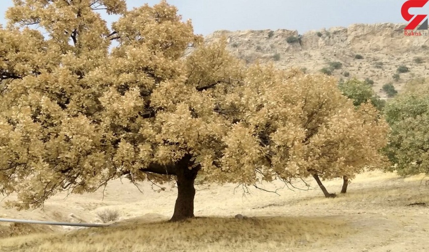 آسیب پروانه سفید به 41.5 هزار هکتار از جنگل های زاگرس / محلول بیولوژیک BT خطر بسیار کمی دارد 