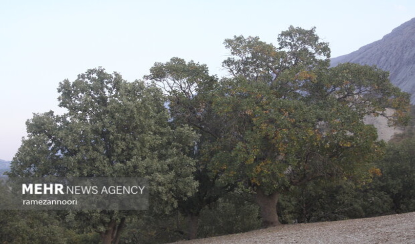 بلوط های زاگرس هنوز ایستاده اند
