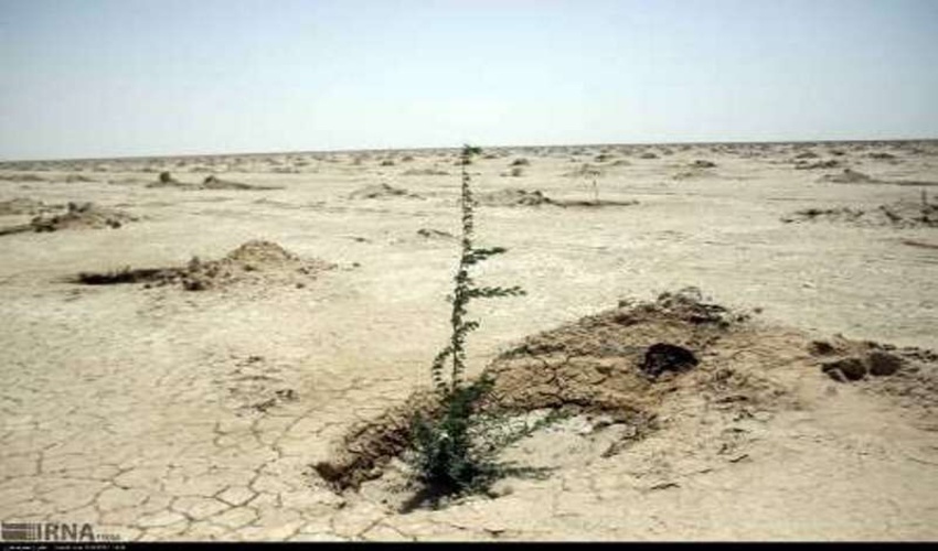 کاشت 24 هزار نهال در کانون‌های گردوغبار خوزستان