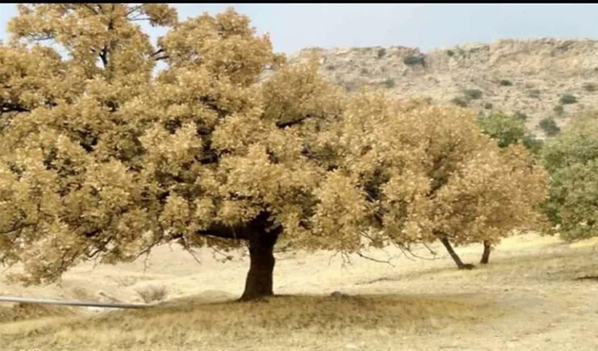 محلول پاشی 15500 هکتار از جنگل‌های آفت زده کهگیلویه و بویراحمد 