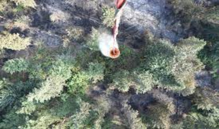 ساری/عملیات اطفای حریق در جنگل‌های کیاسر 