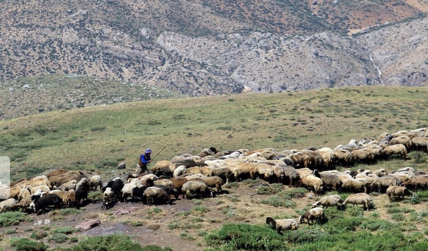 کوچ عشایر آسیب بسیاری به مراتع لرستان وارد می کند