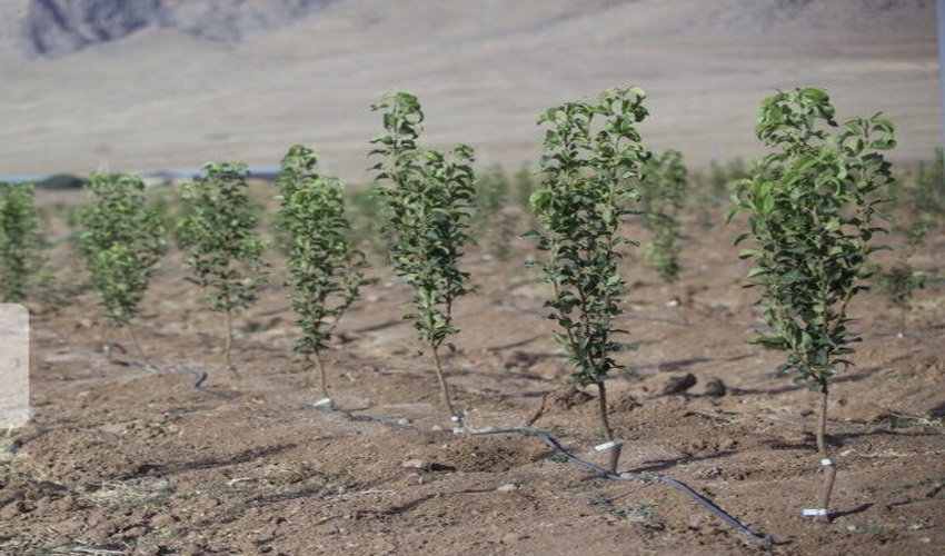 شناسایی 161 هزار هکتار عرصه مستعد زراعت چوب در خوزستان