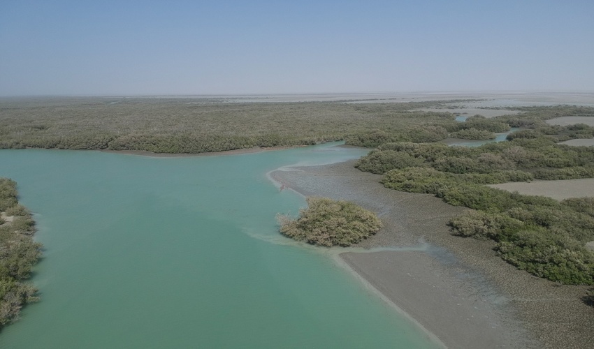 600 هزار اصله نهال حرا در سواحل هرمزگان کشت می شود