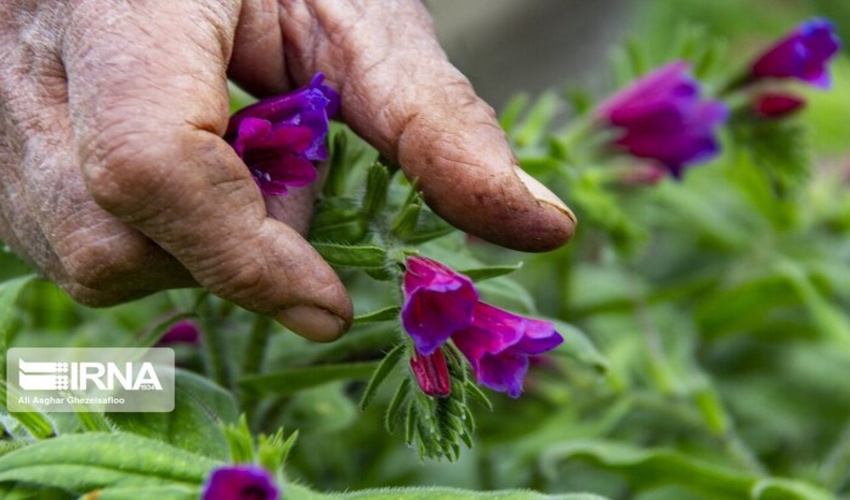 ۳۵۰ تن انواع گیاهان دارویی کشور امسال به خارج صادر شد