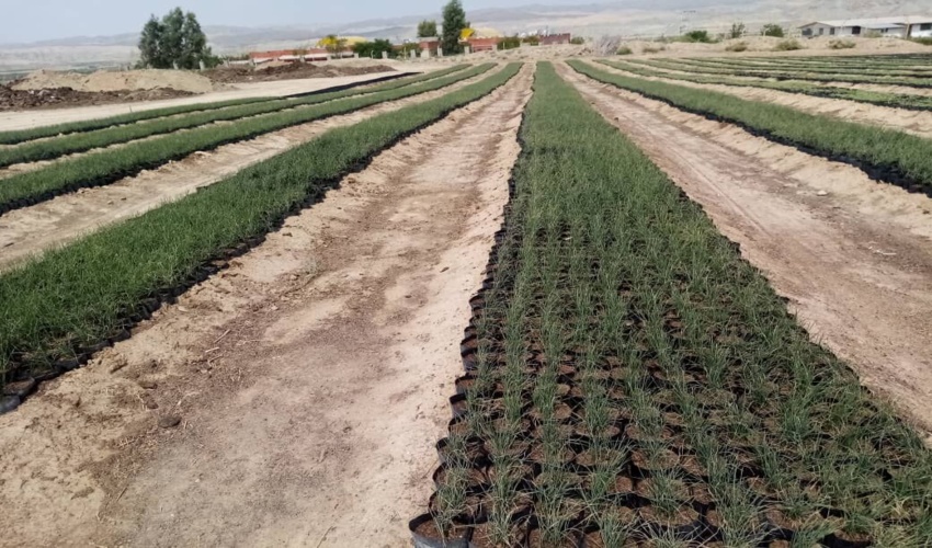 چهار میلیون اصله نهال در گلستان تولید شد / تولید 10 هزار نهال شمشاد