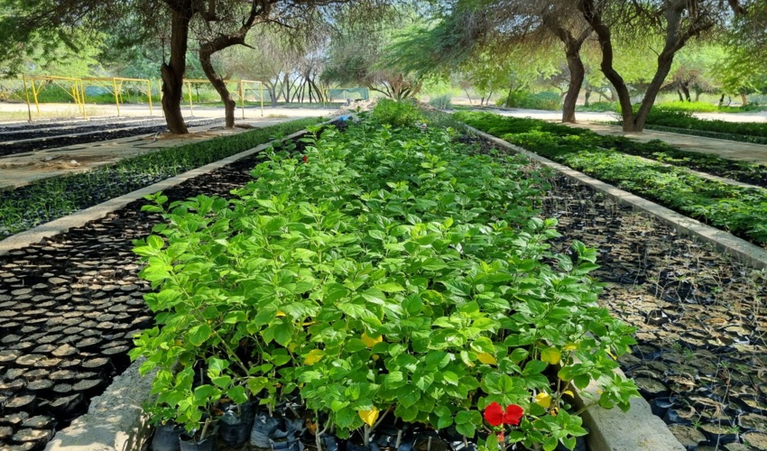 هرمزگان/ 200 هزار اصله نهال در نهالستان باغو بندرعباس تولید می شود