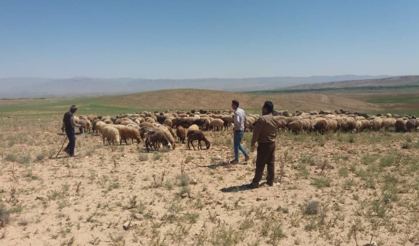 اجرای دو میلیون و یکصدو پنجاه هزار هکتار مدیریت چرای دام در مراتع خراسان رضوی