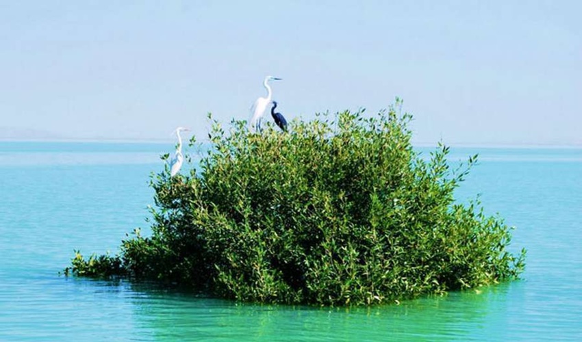 زیبایی های ایران تمامی ندارد/ جنگل های حرا را تماشا کن!