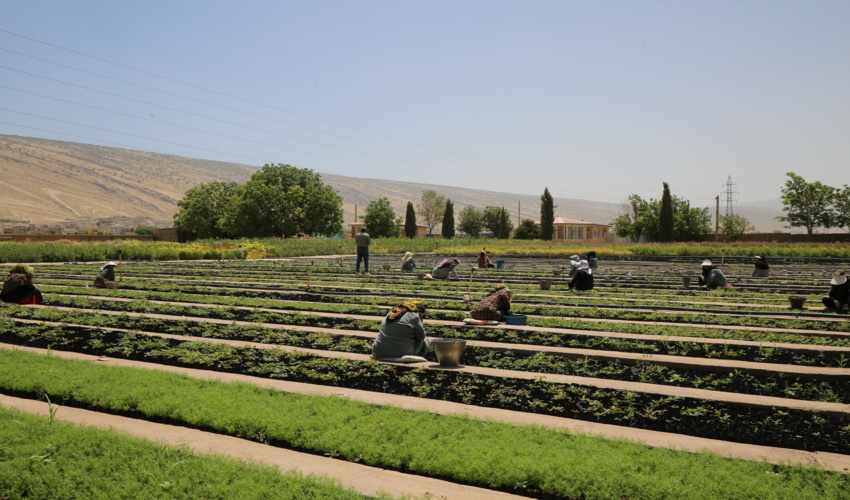 ایلام/ توسعه زراعت چوب، راهکاری مهم برای حفاظت از جنگل