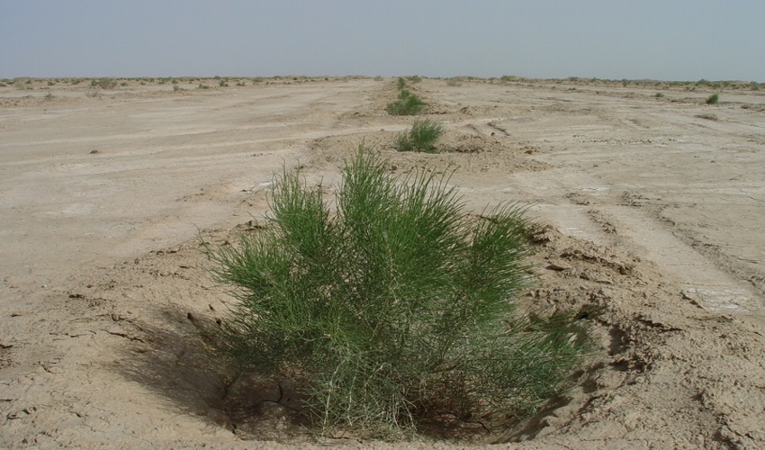 ارزیابی سیاست های وزارت جهاد کشاورزی در مقابله با بیابانزایی 