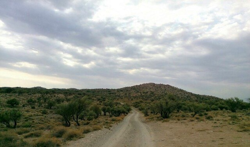 خراسان جنوبی/ اعتباراتی برای توسعه جنگل در میانه بیابان