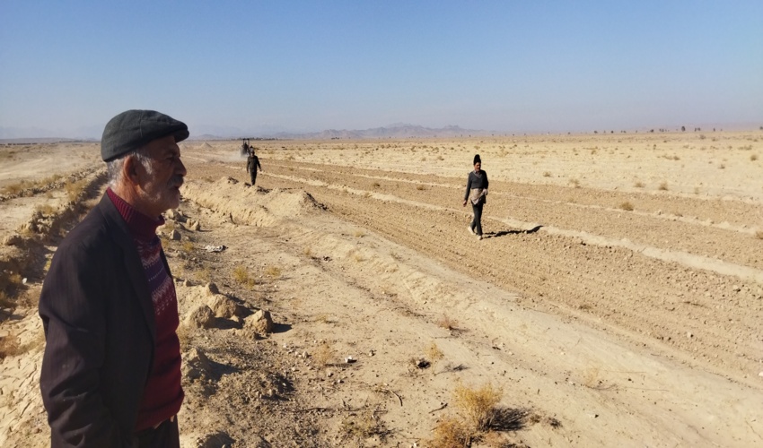 یزد/ ایجاد مزرعه الگویی کشت خاکشیر در طرح ترسیب کربن