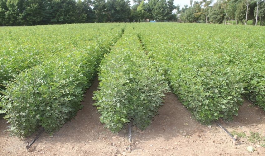 تولید شانزده میلیون اصله نهال در استان مرکزی آغاز شد