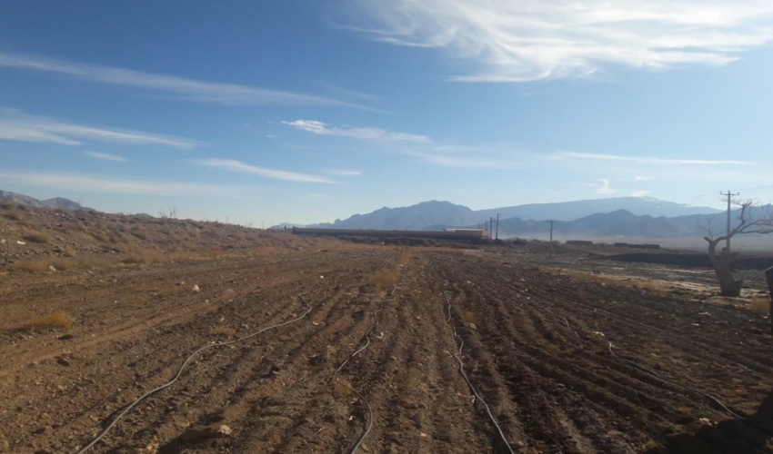 یزد/ کاشت آنغوزه شیرین با آبیاری تحت فشار در اراضی رها شده تفت