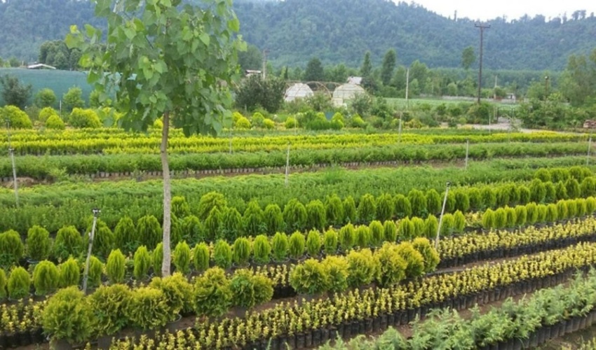 ساری/توزیع بیش از ۳ میلیون اصله نهال از هفته آینده در مازندران