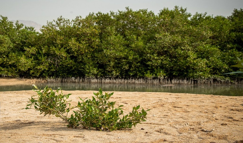 هرمزگان/ کاشت ۱۰۰ هزار اصله نهال حرا در تالاب‌های میناب آغاز شد