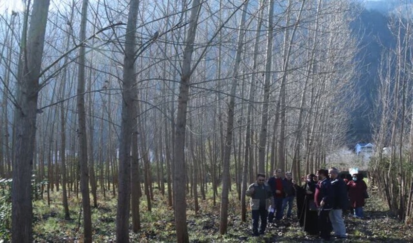 نوشهر/زراعت چوب در ۱۲۰ هکتار اراضی غرب مازندران