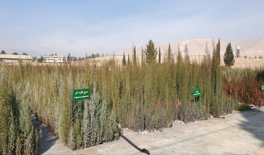 فارس/ ظرفیت سه برابری تولید نهال در نهالستان های استان فارس