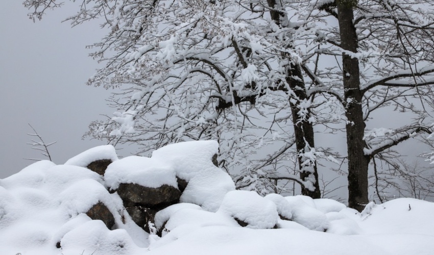 هیچ درخت سالمی نشانه گذاری و قطع نخواهد شد/ نشانه گذاری درخت سالم تخلف محسوب می شود
