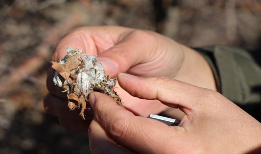 آذربایجان شرقی/پایش آفات در ۵۳ هزار و ۲۶۸ هکتار از جنگل‌های ارسباران/ طغیان آفات در جنگل‌های کلیبر و هوراند کنترل شد