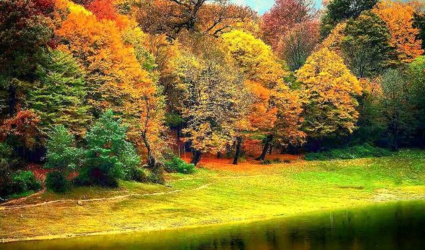 سایه روشن های طرح جایگزین مدیریت پایدار جنگل ها از زبان رییس سازمان منابع طبیعی!