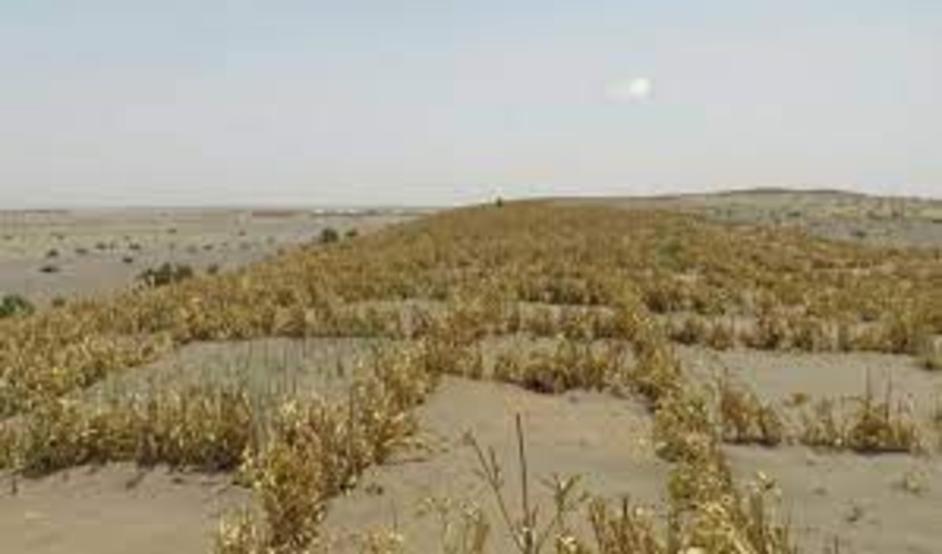 افتتاح پروژه بادشکن غیر زنده در آران و بیدگل 