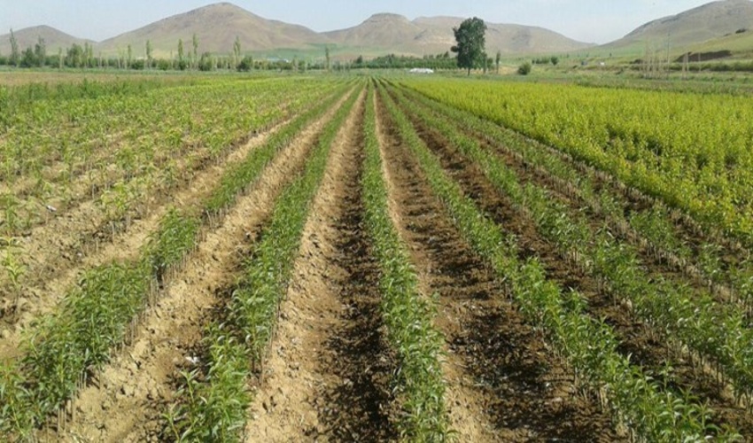 پیش بینی تولید یک میلیون نهال در نهالستانهای خراسان جنوبی