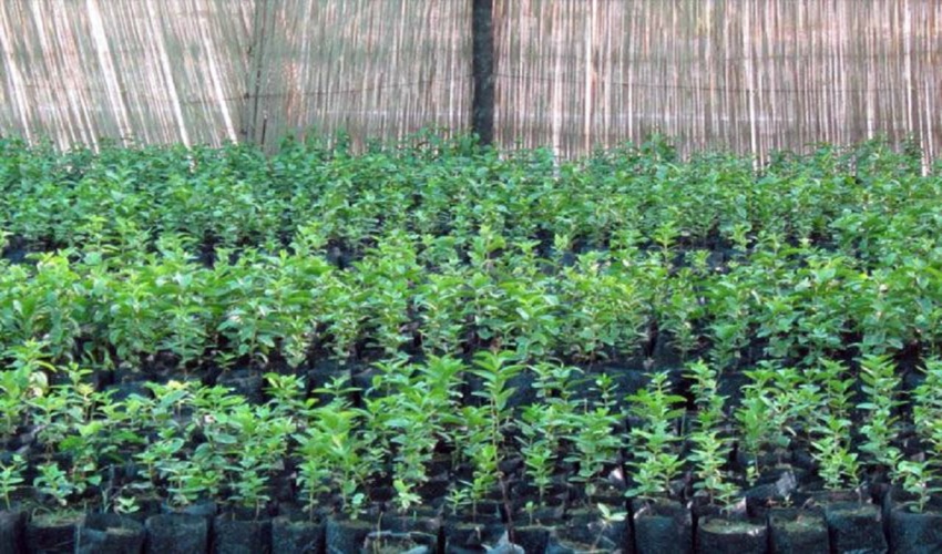 وجود 2 نهالستان گرمسیری و سردسیری در استان کرمانشاه