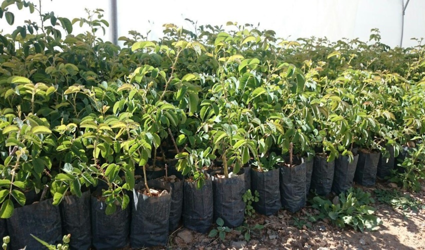 کاشت 16 میلیون اصله نهال در عرصه‌های منابع طبیعی جنوب کرمان