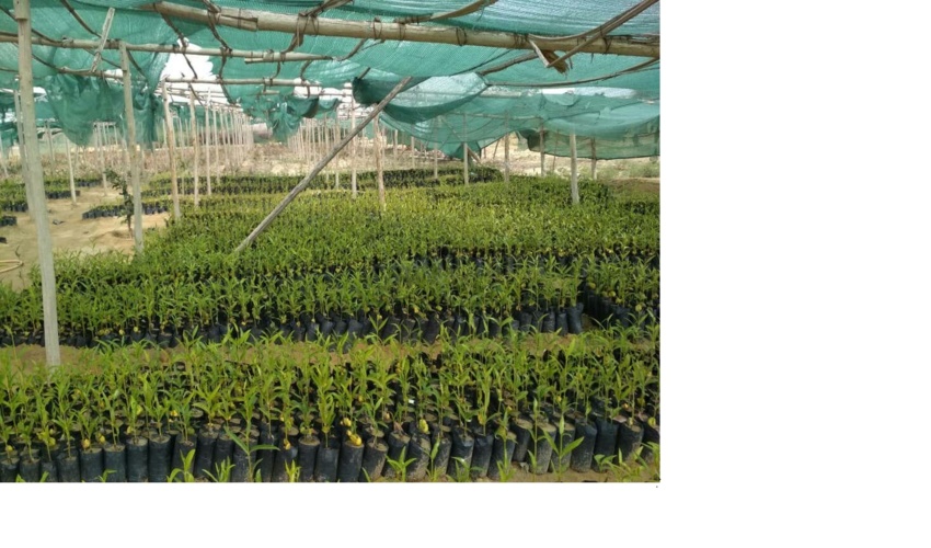  سیستان و بلوچستان/ توزیع ۱۲۶ هزار اصله نهال به مناسبت هفته منابع طبیعی