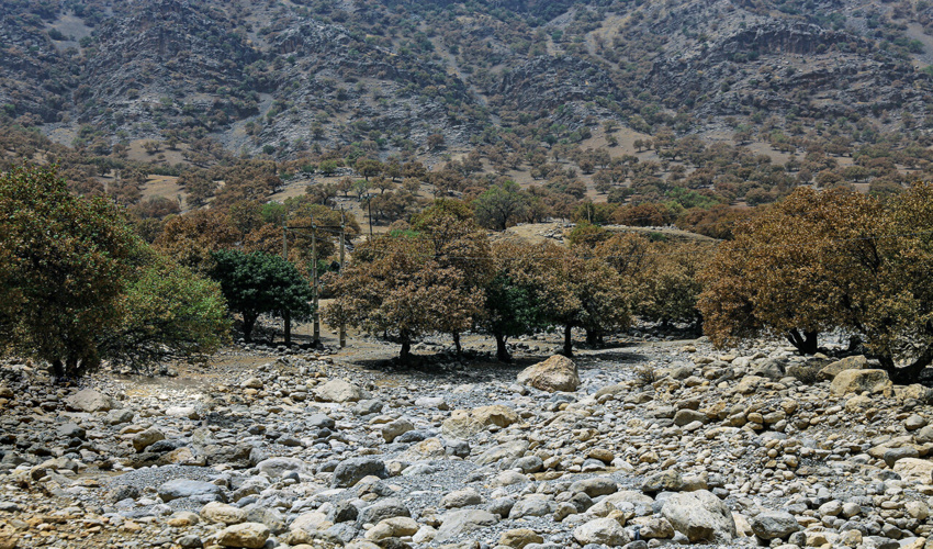 چهار محال/جلوگیری از زوال جنگل‌های زاگرس نیازمند یک نسخه واحد علمی است