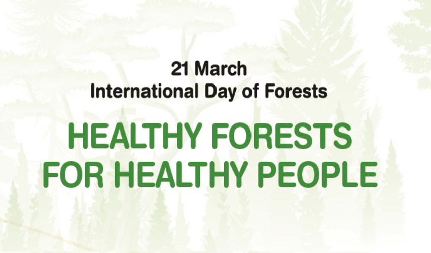 به مناسبت اول فروردین، روز جهانی جنگل