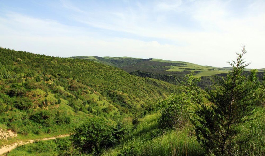 کاشت ۲۵۰ میلیون اصله نهال در سال ۱۴۰۲ / برای نگهداشت درختان به مشارکت مردم نیاز داریم