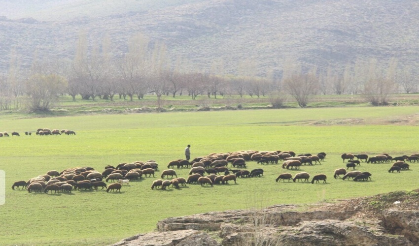 کردستان/ 522 هزار هکتار از مراتع کردستان احاله مدیریت شد