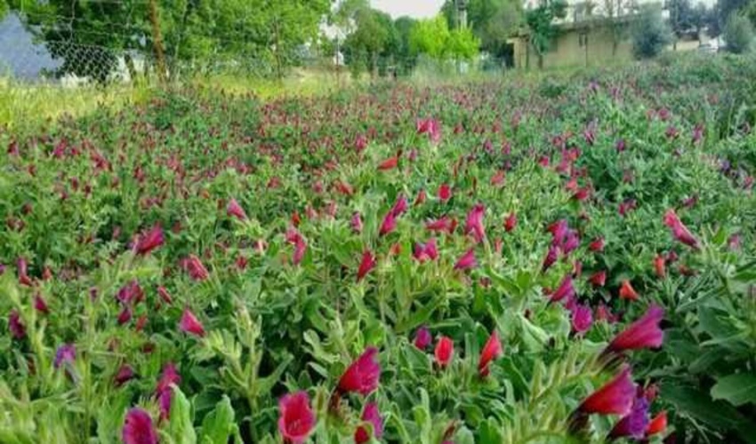 آغاز برداشت گیاهان دارویی در جنوب کرمان