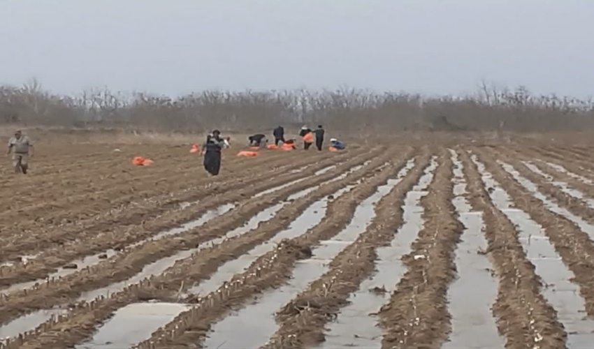 اردبیل/ کاشت75000 قلمه توت در نهالستان مغان