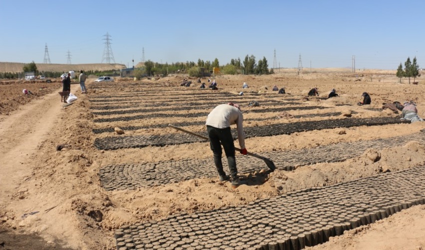 قم/ نهالستان ثامن برای تولید و کاشت هشت میلیون درخت در قم آغاز به کار کرد