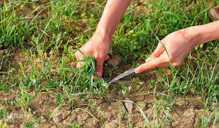 شناسایی بیش از 1500 گونه گیاهی در استان همدان