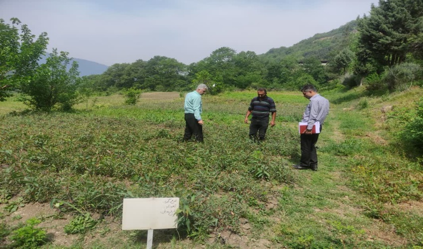 گلستان/ آمادگی کامل نهالستان سوسرا آزادشهر در تولید نهال طرح مردمی کاشت یک میلیارد درخت