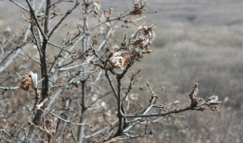 قزوین/ آغاز مقابله با آفت پروانه دم قهوه‌ای در طارم سفلی