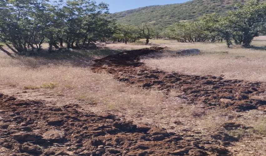 زنان زاگرس‌نشین خانه‌ها را به نهالستان‌های جنگلی تبدیل می‌کنند