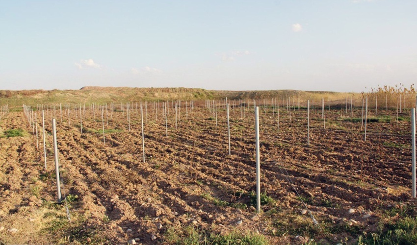 تولید 2 میلیون و 300 هزار اصله نهال در کرمانشاه